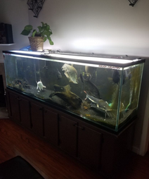 fish tanks